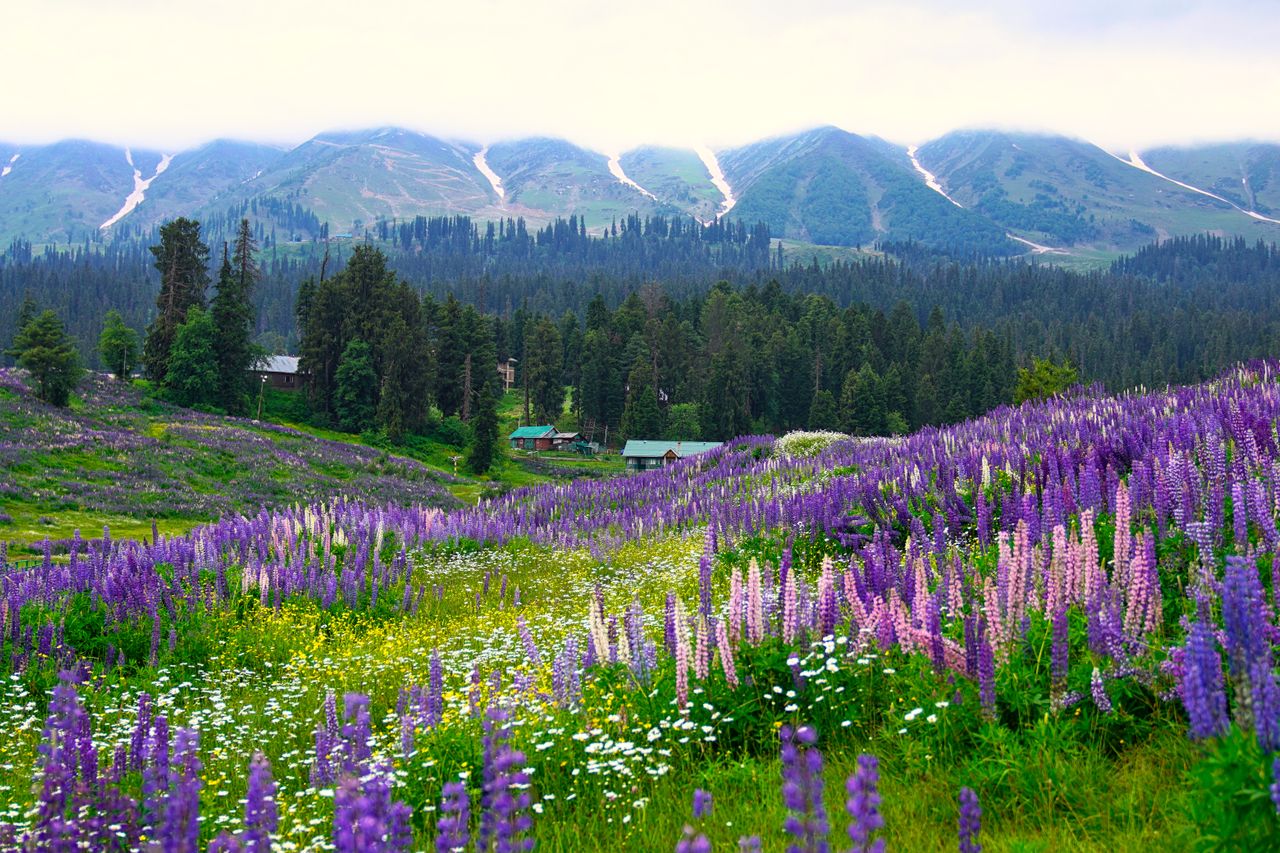 Valley of Flowers Trek