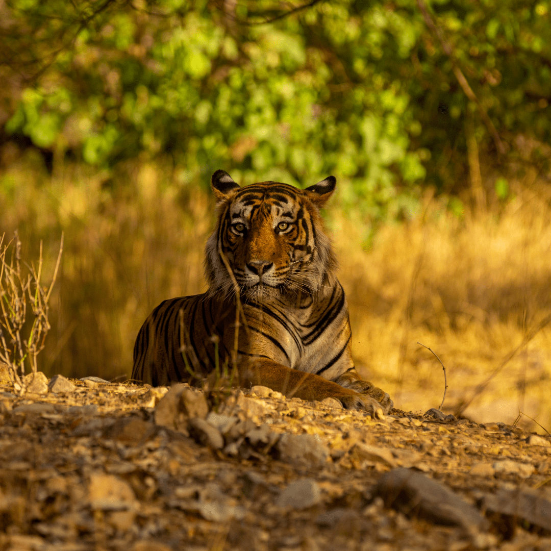 Jim Corbett Tour Packages